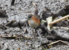 Laterallus melanophaius