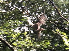 Strix varia