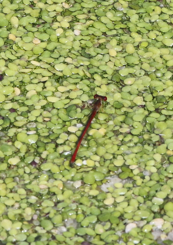 Duckweed Firetail photo 5