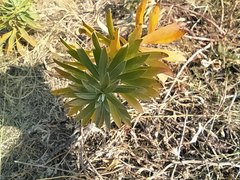 Euphorbia stepposa