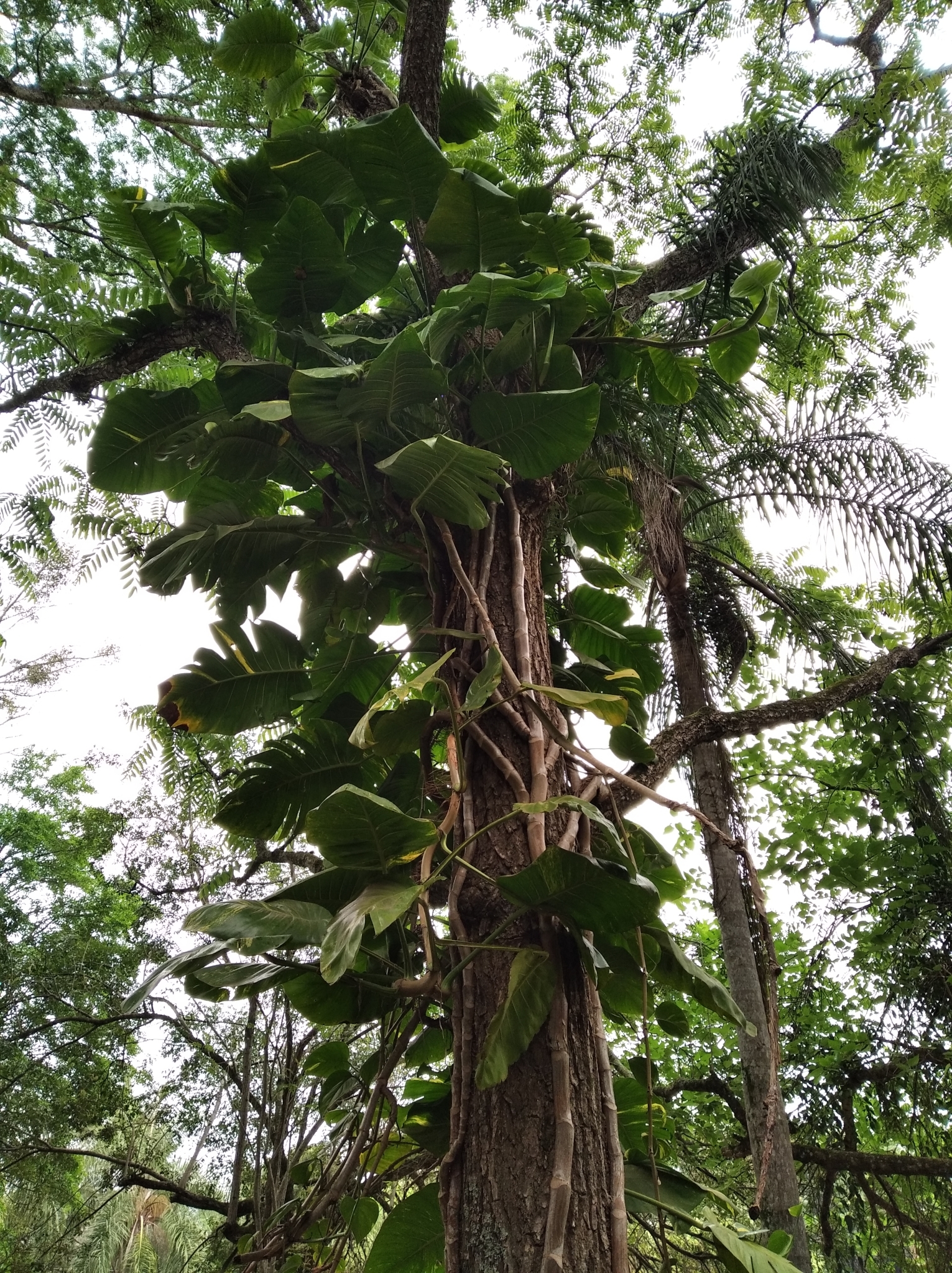 Epipremnum aureum