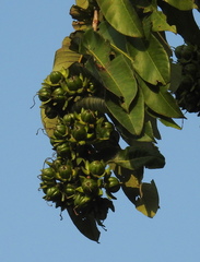Duabanga grandiflora