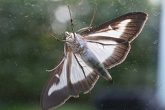 Cydalima perspectalis