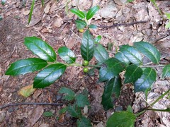 Ilex colchica