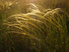 Stipa borysthenica