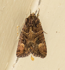 Aseptis binotata