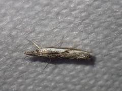 Platytes alpinella