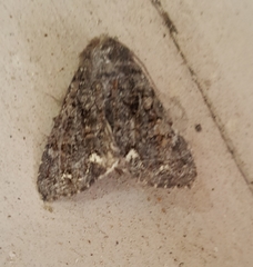 Melanchra pulverulenta