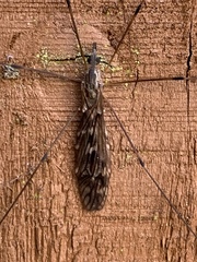Tipula confusa