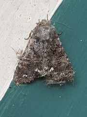 Melanchra pulverulenta