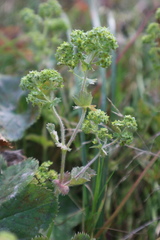 Alchemilla propinqua