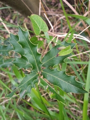 Maytenus ilicifolia