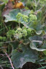 Alchemilla propinqua