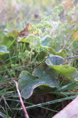 Alchemilla propinqua