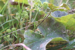 Alchemilla propinqua