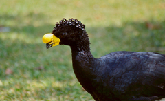 Yellow-Knobbed Curassow photo 2