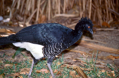 Yellow-Knobbed Curassow photo 3