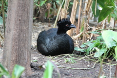 Yellow-Knobbed Curassow photo 4