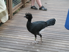 Yellow-Knobbed Curassow photo 5