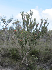 Banksia coccinea