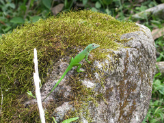Anolis marmoratus