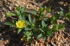 Potentilla biennis