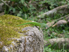 Anolis marmoratus