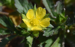 Potentilla biennis