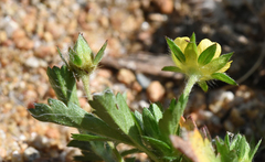 Potentilla biennis
