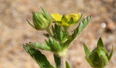Potentilla biennis