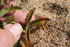 Potentilla biennis