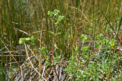 Potentilla biennis