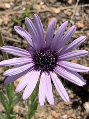 Dimorphotheca spectabilis