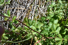 Potentilla biennis
