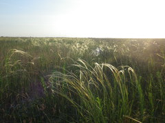 Stipa borysthenica