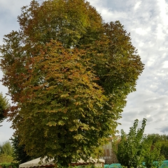 Aesculus hippocastanum