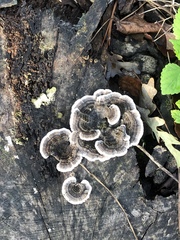Trametes versicolor