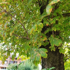 Aesculus hippocastanum