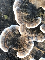 Trametes versicolor