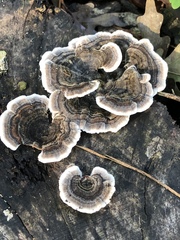 Trametes versicolor