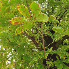 Aesculus hippocastanum