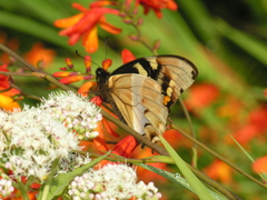 Papilio cacicus cacicus
