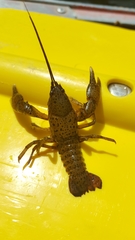 Cambarus maculatus