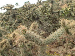 Cylindropuntia prolifera