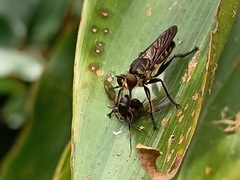 Laphriini