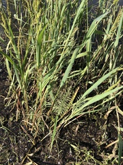 Leptochloa panicoides