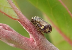 Clastoptera lineatocollis