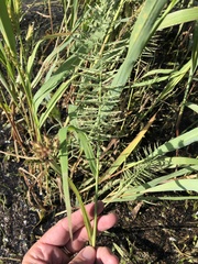 Leptochloa panicoides