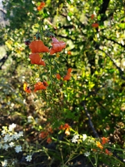 Alonsoa meridionalis