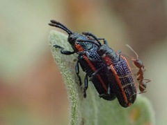 Microrhopala rubrolineata